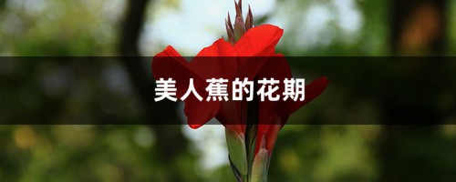 美人蕉的花期