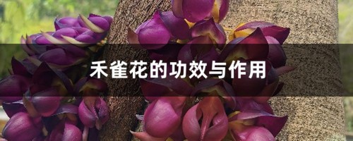 禾雀花的功效与作用