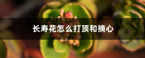 长寿花怎么打顶和摘心